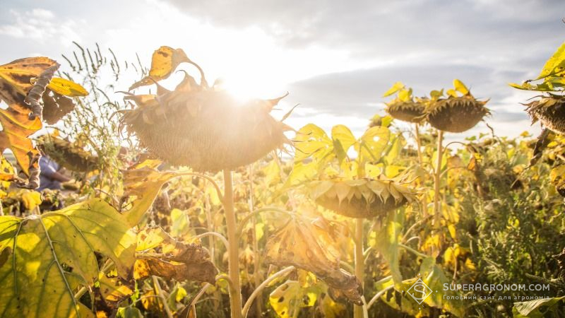 Україна та Франція планують створити сільськогосподарський метеокластер для аграріїв