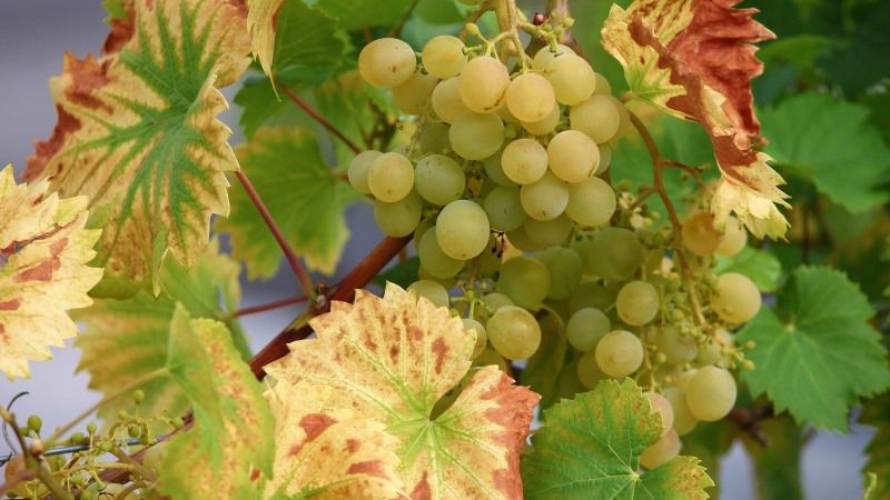 З виноградників у Коблево зібрали найбільший за всю історію врожай винограду