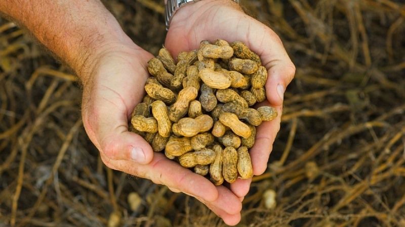 Клімат півдня України сприятливий для вирощування арахісу