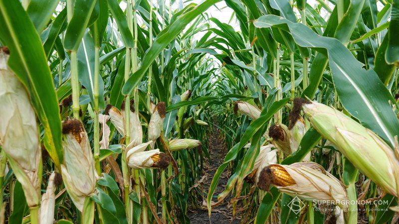 На замовлення світових брендів у LNZ Group насіннєві соняшник і кукурудзу вирощують на поливі