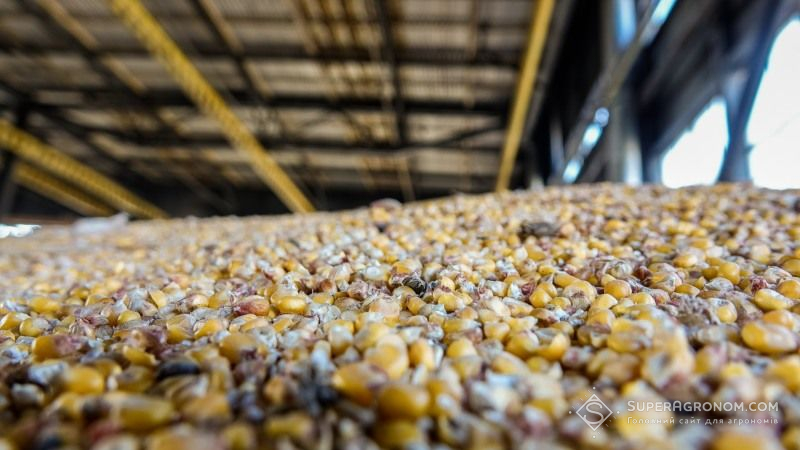 Американські виробники кукурудзи зіткнулись з масовим ураженням зерна вомітоксинами
