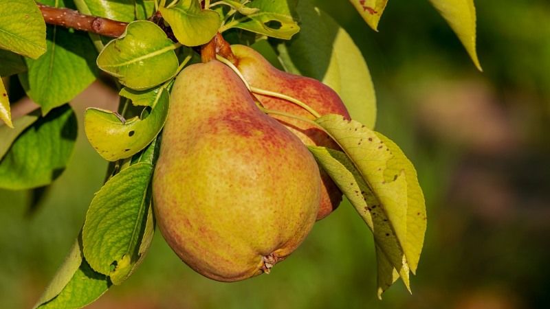 Визначено, який сорт груші в Україні вирощувати найрентабельніше