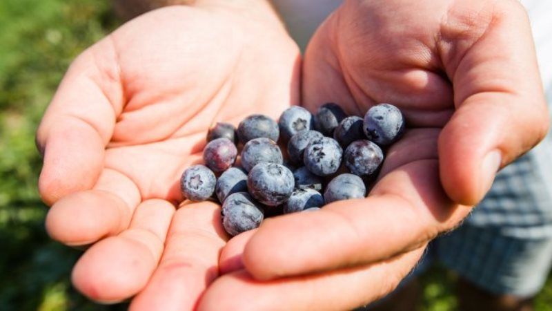 Проект з вирощування органічної ягоди виходить на самоокупність за 3 роки — досвід