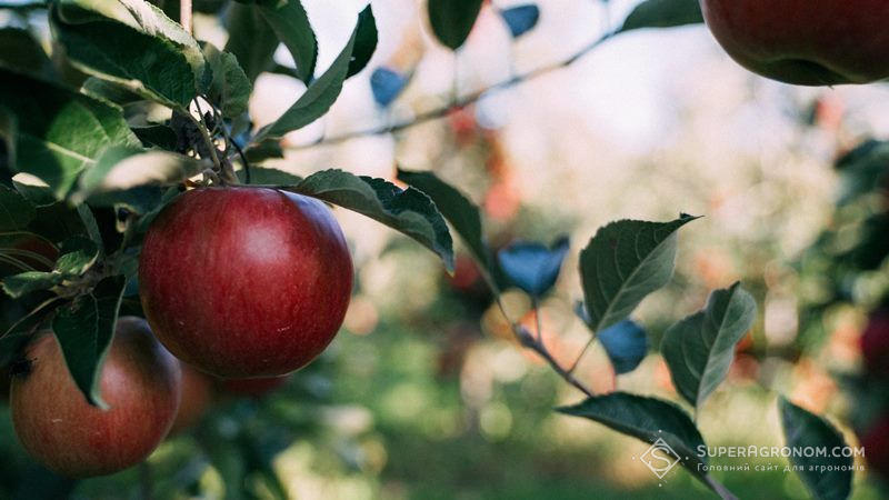 На наступний рік Україна може позбутися частини площ під яблуневими садами