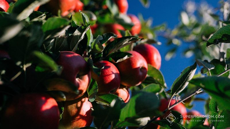 Доведено що комахи-запилювачі суттєво підвищують врожайність яблуневих садів