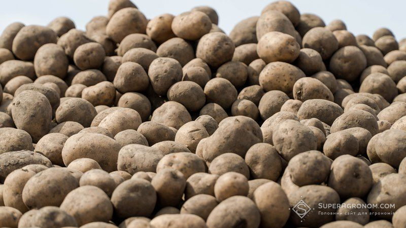 Інститутом картоплярства НААН виведено понад 100 сортів картоплі