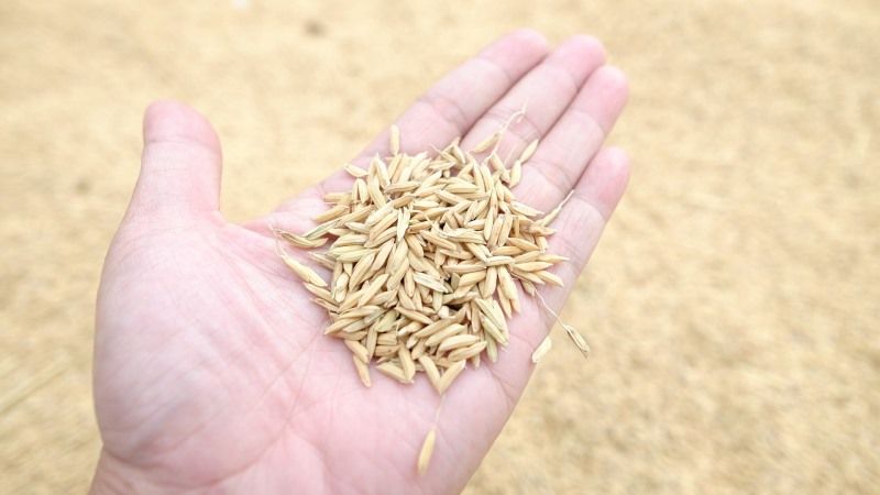 Рентабельність вирощування рису в Україні сягає 100% — експерт