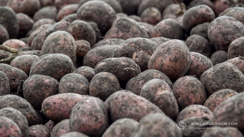 В Україні накопано більше 22 млн тонн картоплі
