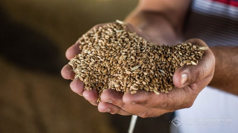 Урожай зернових в Україні перевищив історичний максимум — Мінагрополітики