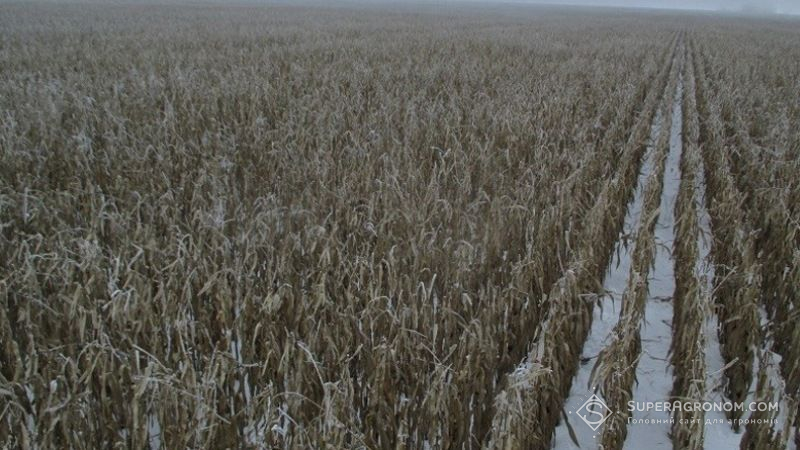 На Вінниччині під снігом опинились 30 тис. га посівів кукурудзи