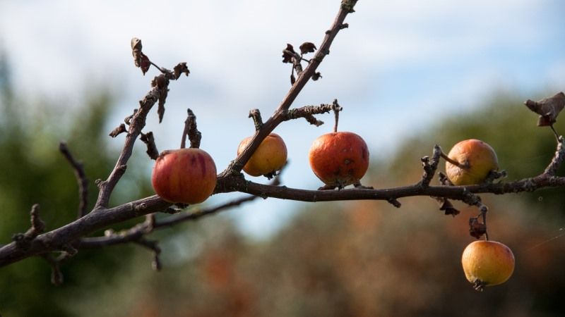 Закинуті яблуневі сади в Україні сертифікують як органічні дикороси