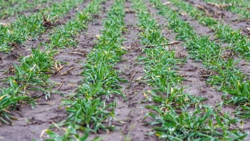 Менше третини посівів озимих на Луганщині перебуває в доброму стані