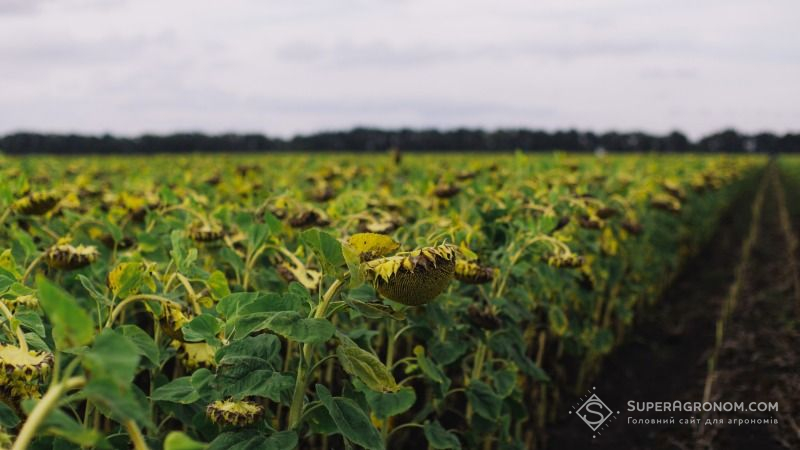 Кіровоградщина вирощує найбільше соняшнику в Україні