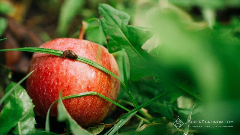 В Україні існує значний попит на органічні яблука