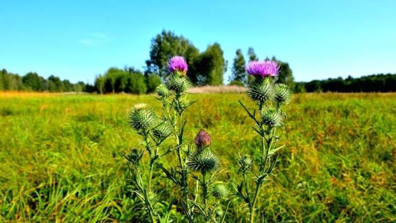 Розторопша є перспективною до вирощування в Україні лікарською рослиною