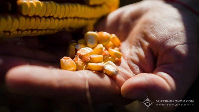 USDA підвищив прогноз виробництва та експорту кукурудзи