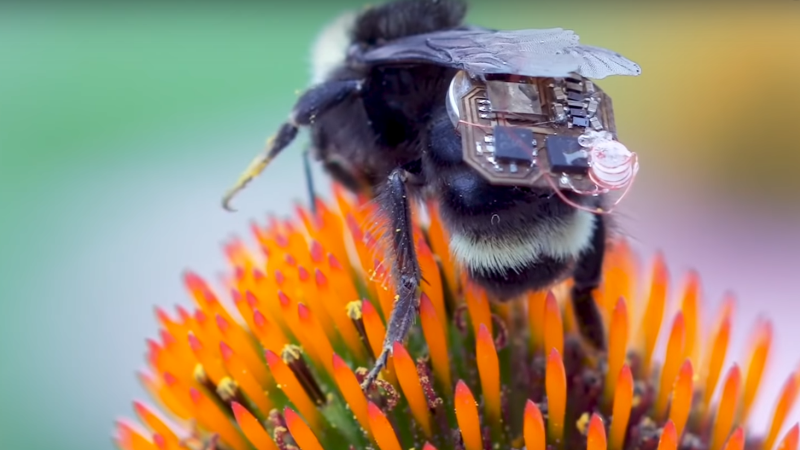 Бджоли оснащені крихітним датчиком збиратимуть дані про стан рослин у полі