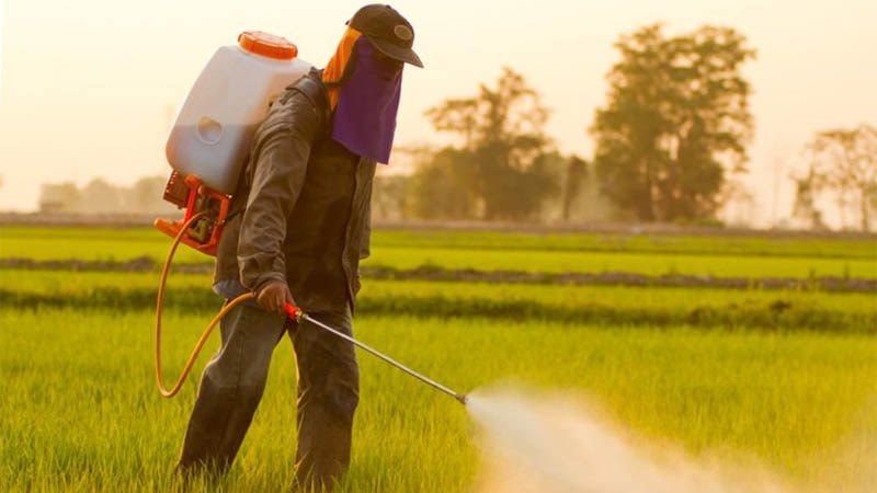 Китай вводить заборону на використання двох високотоксичних пестицидів