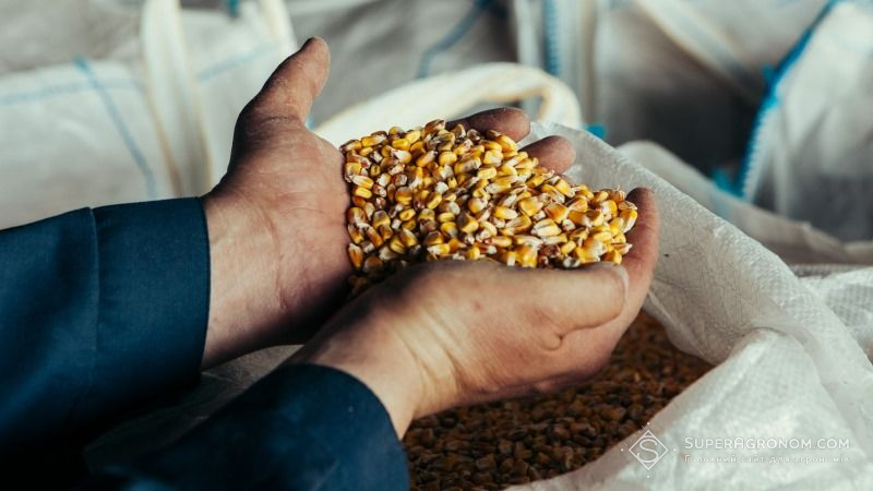 З наближенням Нового року ціни на кукурудзу зростають