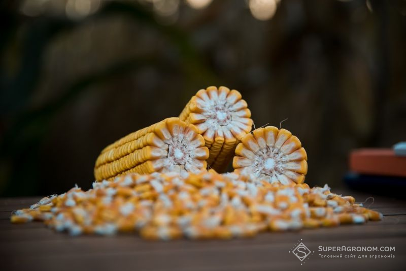 У Донецькій області зібрали найменший урожай кукурудзи