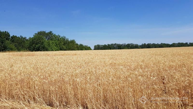 Багаторічна селекція пшениці призводить до зниження генної різноманітності та стійкості до кліматичних змін