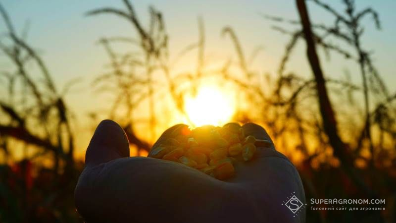 Запаси зерна в Україні зросли на чверть