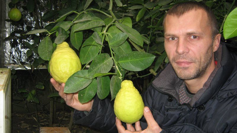 Садівник з Волині вирощує велетенські лимони та екзотичні цитрусові