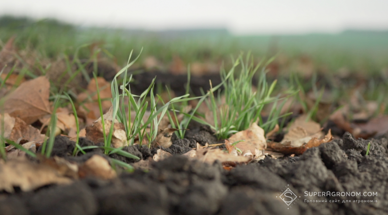 На Рівненщині озими зерновими засіяно 164,0 тис. га