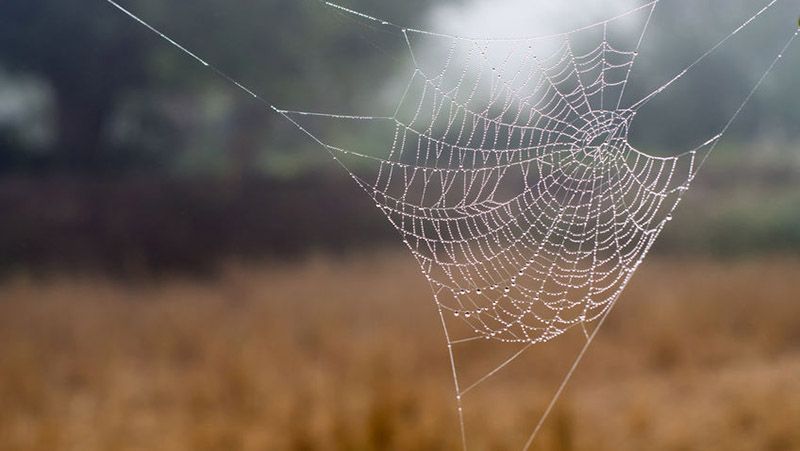 Природні токсини павуків допоможуть захистити посіви від шкідників