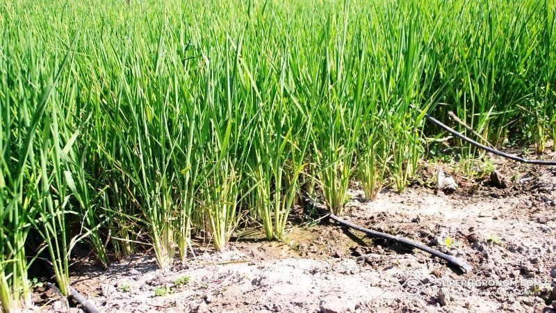 Китайські вчені знайшли спосіб збільшити урожайність рису на 27%