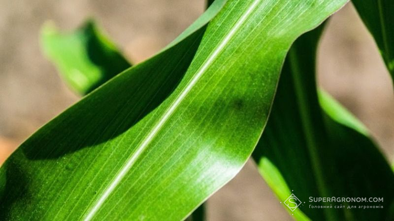 Селекція за кореневими ознаками є перспективною у насінництві кукурудзи — думка