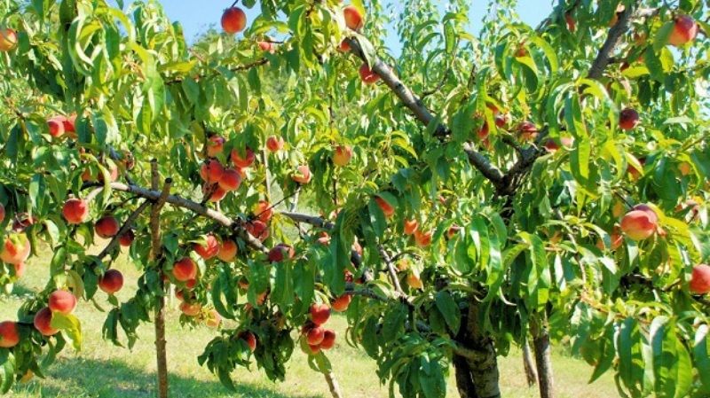 Застосування мигдалю як підщепи для персика призводить до загибелі садів