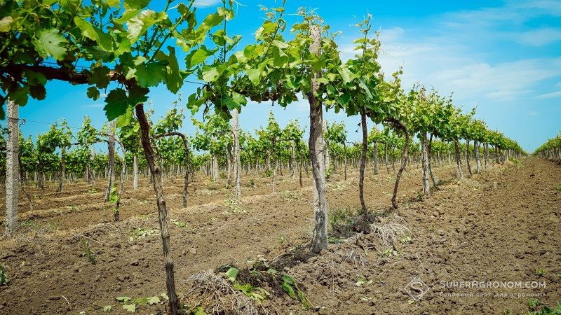 На Одещині сформовано кадастровий реєстр виноградників