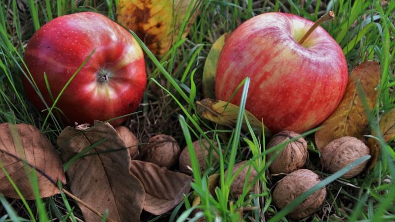 Україна встановила рекорд з експорту плодово-ягідної продукції