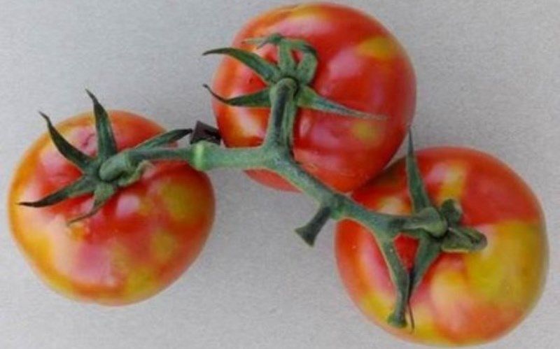Європейськими науковцями виявлено новий вірус томатів