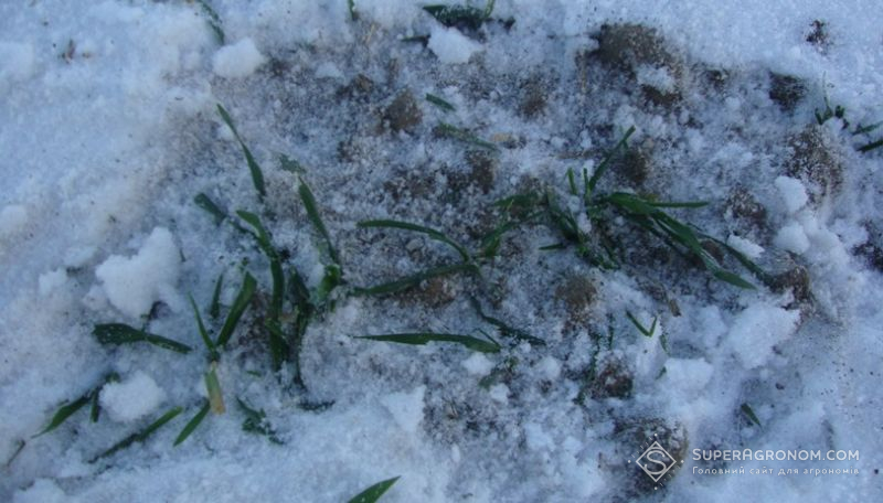 Протягом січня загрози для рослин озимих культур не виникало — Укргідрометцентр