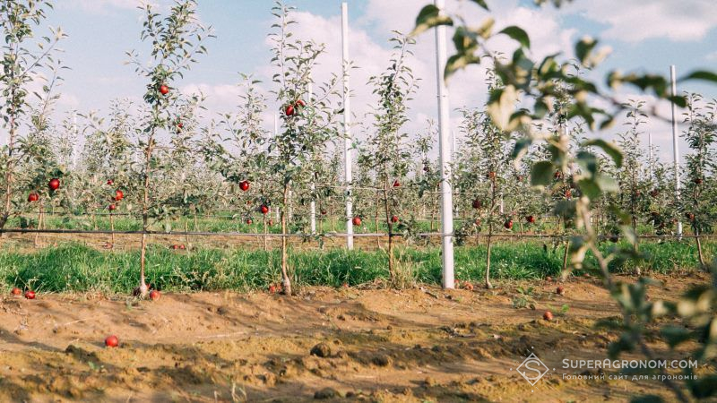 Вінницьке господарство планує розширити площі під фруктовими садами