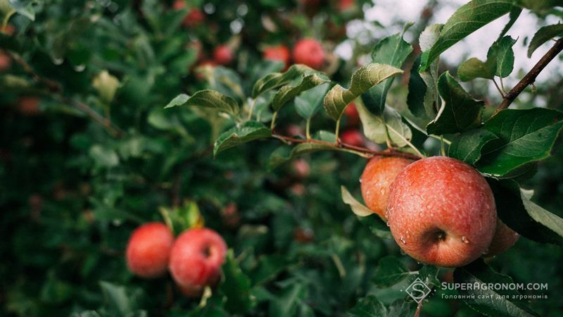 В Україні встановлено новий яблуневий рекорд