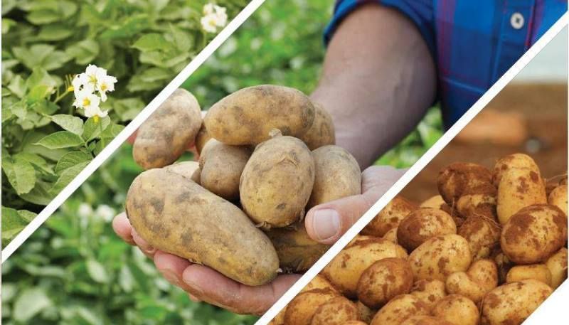 Інноваційна фунгіцидна технологія захисту картоплі та овочевих культур  Зорвек Інкантія® стала доступна в Україні