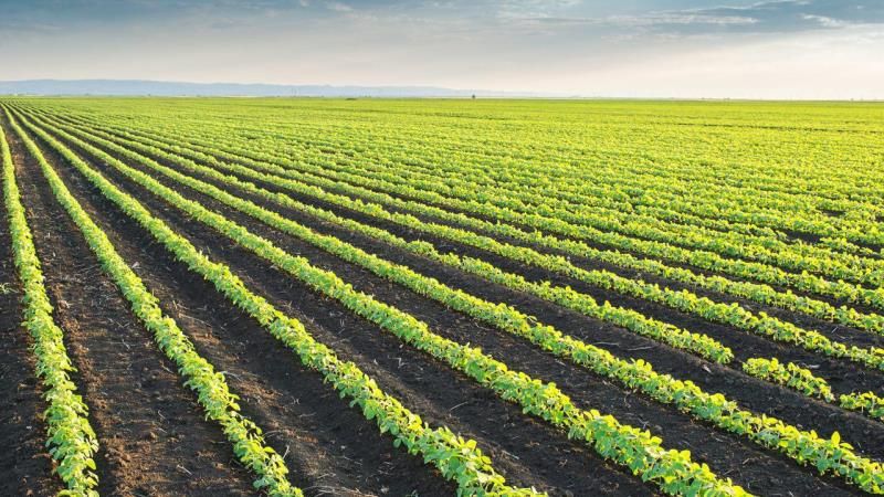 UKRAVIT презентувала новий фунгіцидний протруйник для зернобобових культур