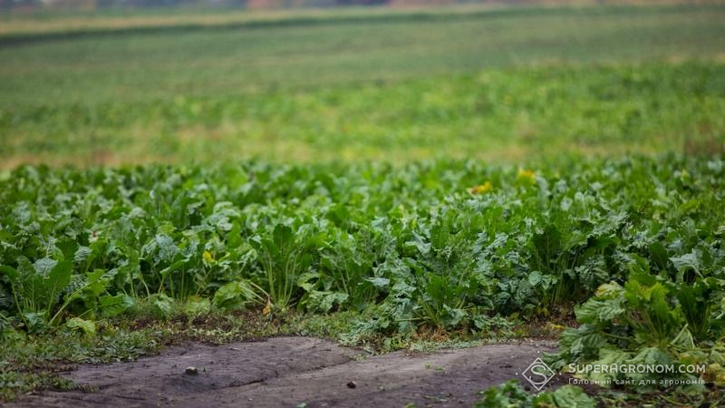 З органічних буряків в Україні вироблено перший органічний цукор