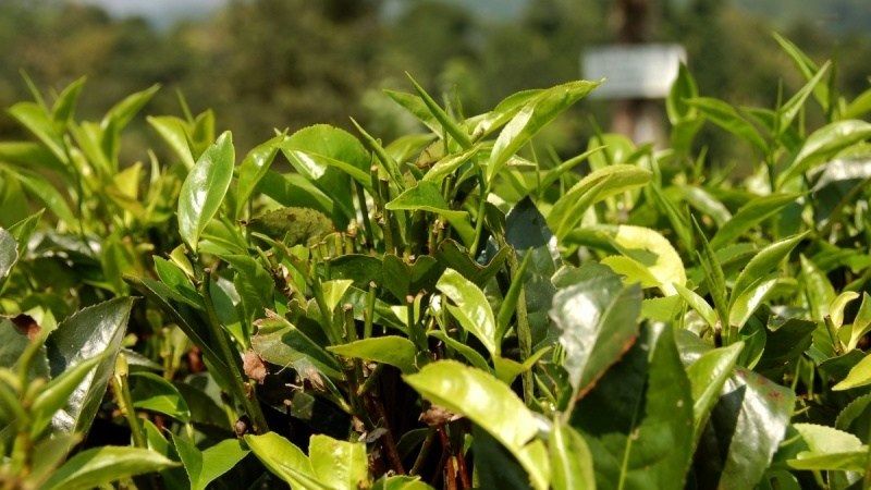 Поблизу Мукачева відновлять унікальні чайні плантації