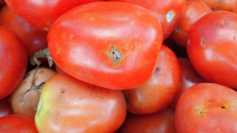 З вантажем томатів до України потрапив карантинний шкідник