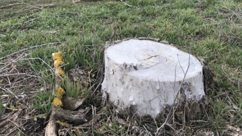 Через нестачу води в Криму почали всихати дерева