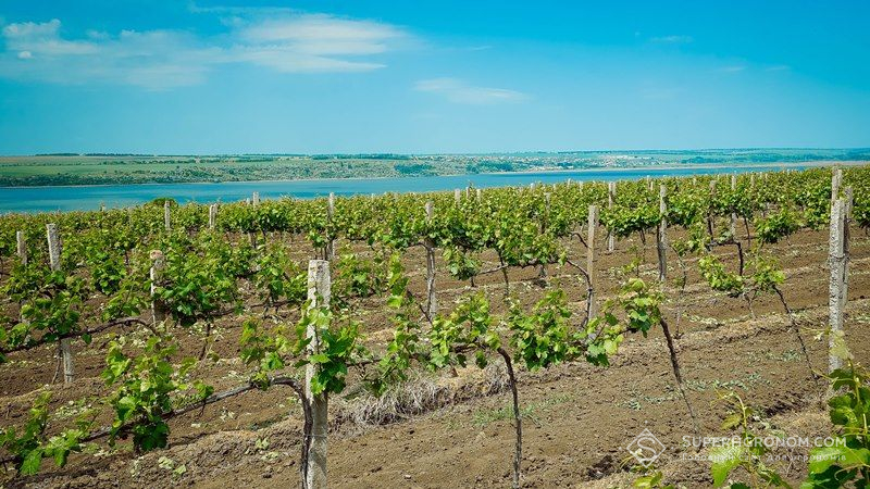Виноградникам на півдні України загрожують нові шкідники