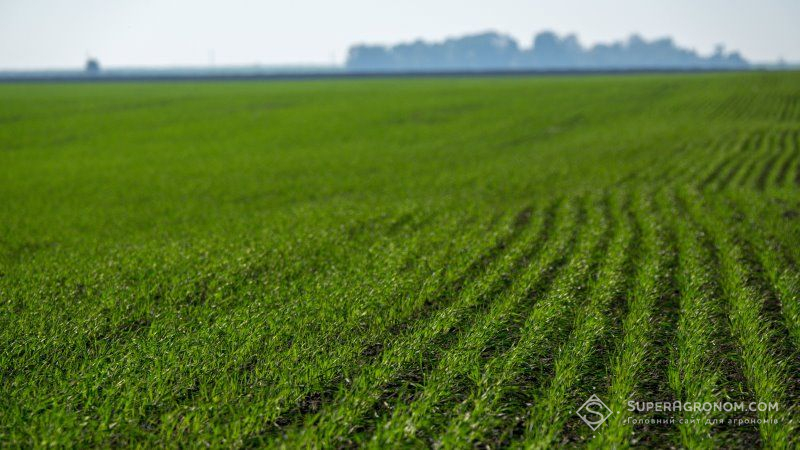 В Україні підживлено більше половини озимих зернових