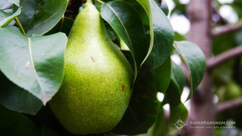 Україну очікує зниження врожаю груш та яблук