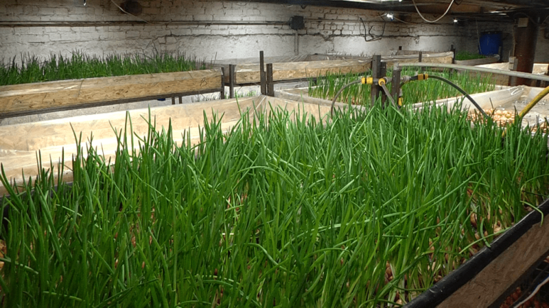 На міні-фермі у Запоріжжі цибулю вирощують за методом гідропоніки