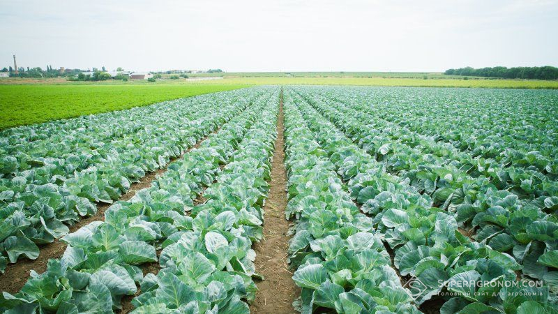 В Україні збільшиться врожай овочів — думка