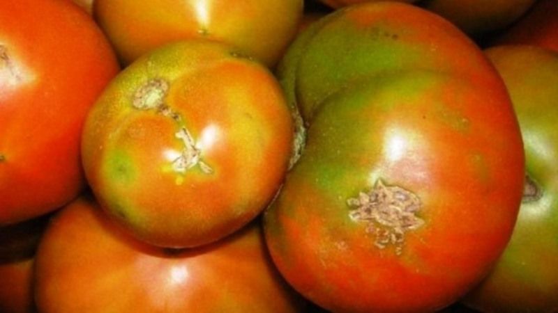 Через карантинного шкідника до України не пустили партію турецьких томатів
